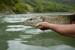 Mardi 1er mai : ouverture nationale de la pêche du brochet