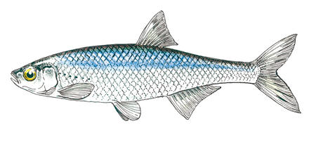 site Web de rencontre de poissons bleus Melbourne rencontres événements
