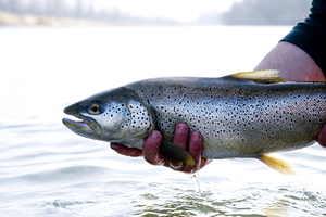 Samedi 10 mars 2018 : ouverture de la pêche à la truite