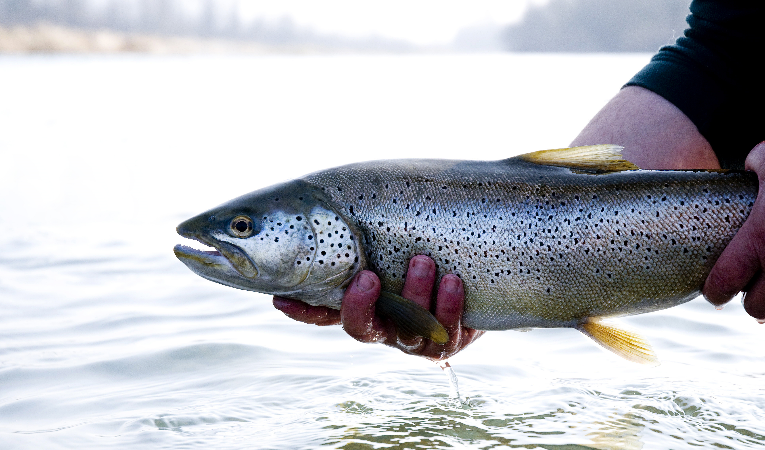 peche truite seine maritime