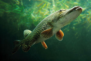 Ouverture de la pêche du brochet : Top départ le 25 avril !