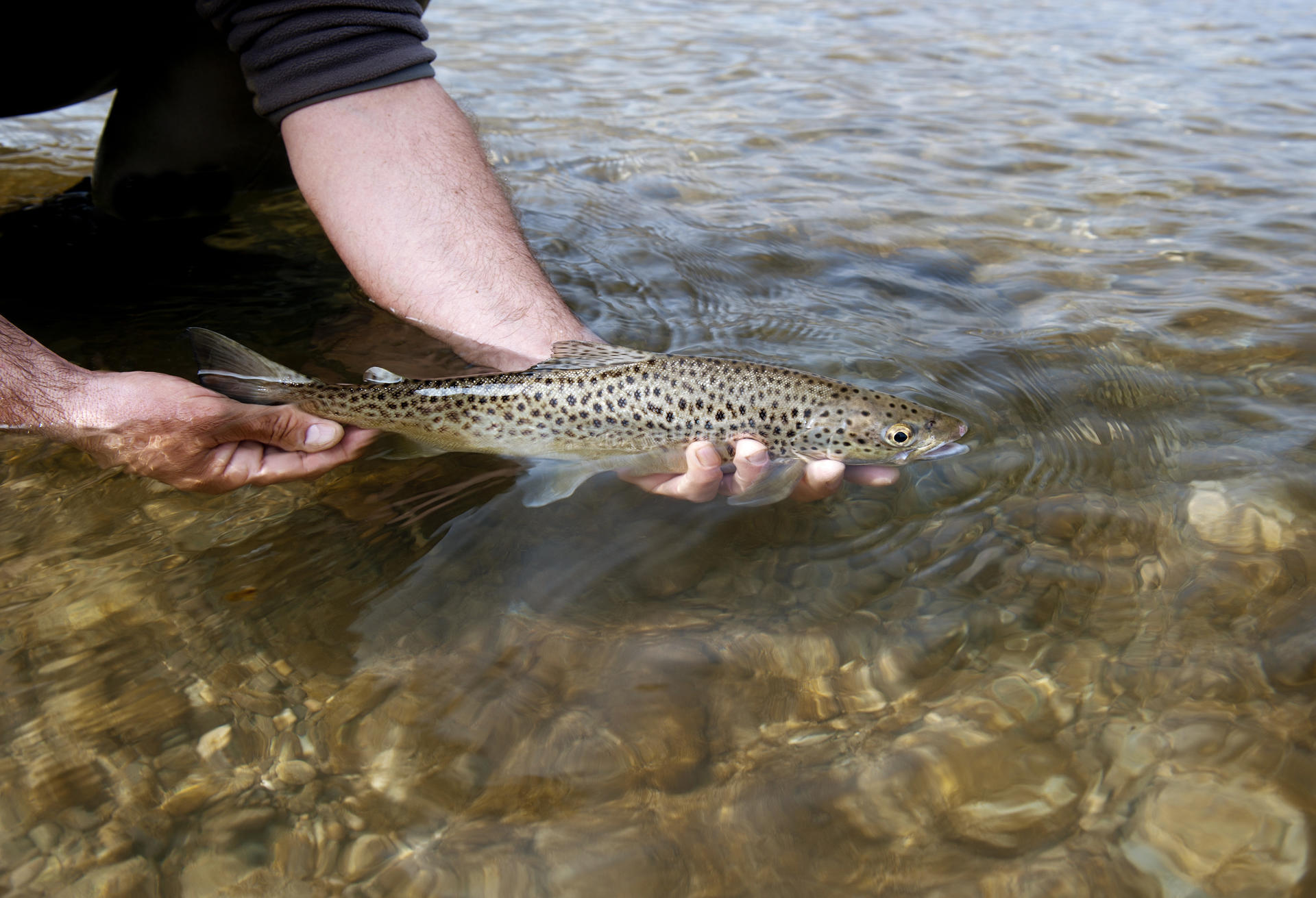 canne a peche truite montagne