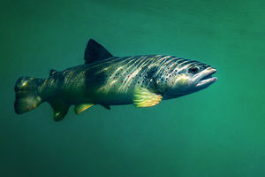 Coup d’envoi de la saison de pêche le samedi 8 mars !