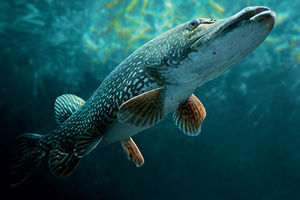 Ouverture de la pêche du brochet : retrouvailles avec le roi des carnassiers le 26 avril !