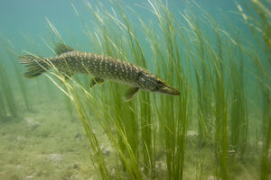 Les pêcheurs, premiers défenseurs des poissons !