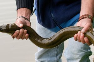 Pêcheurs de loisir de l’anguille jaune : déclarez vos captures ! 